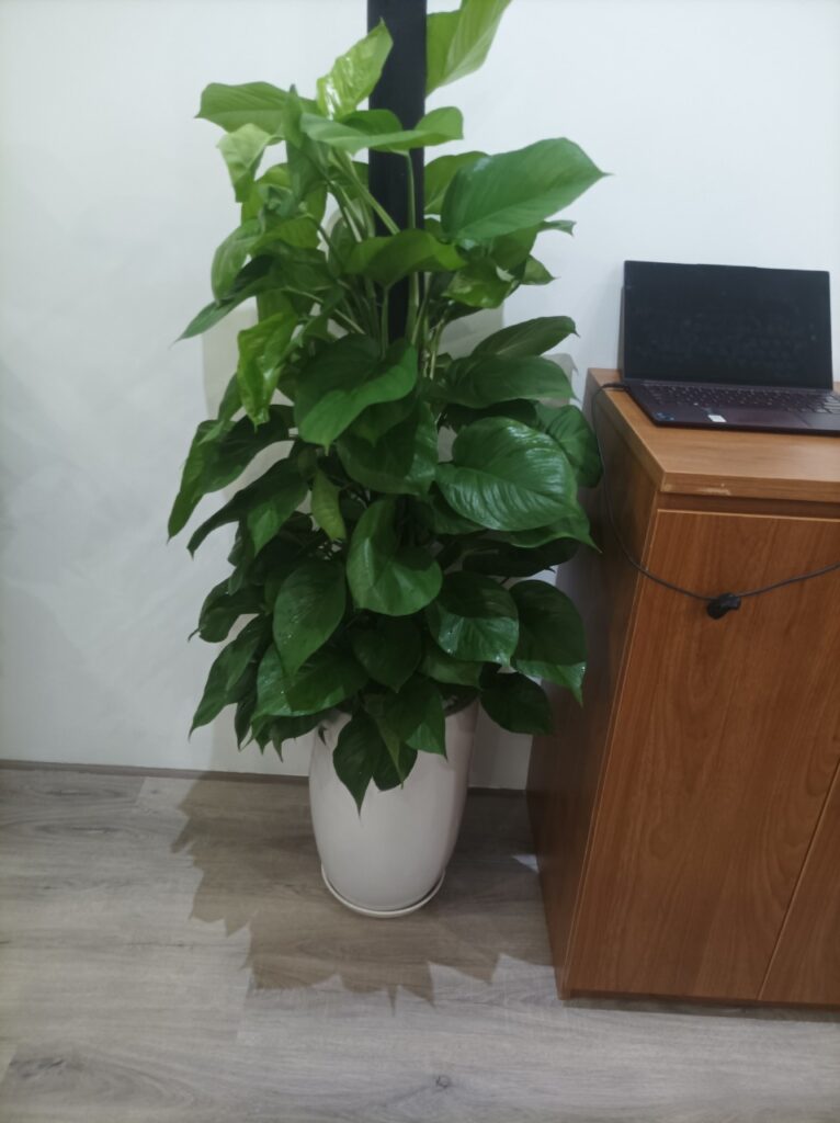 cây trầu bà cột