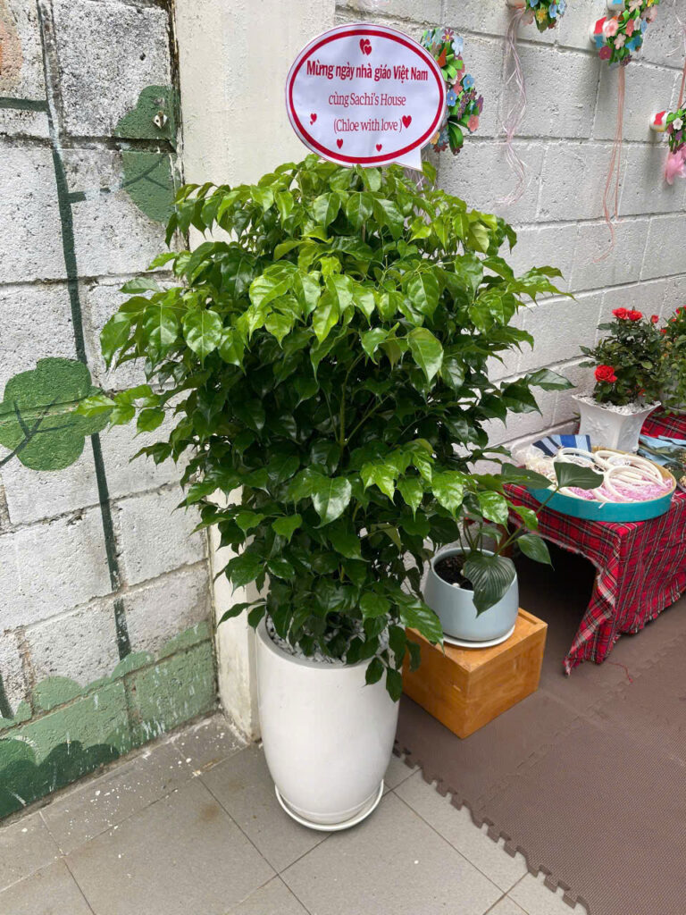 cây hạnh phúc