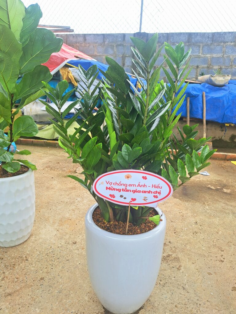Cây kim tiền chậu sứ 
