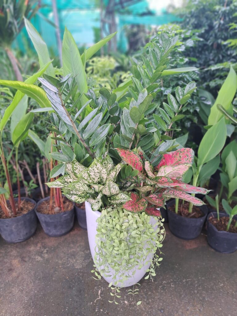 Cây kim tiền phối kết vạn lộc ngọc ngân