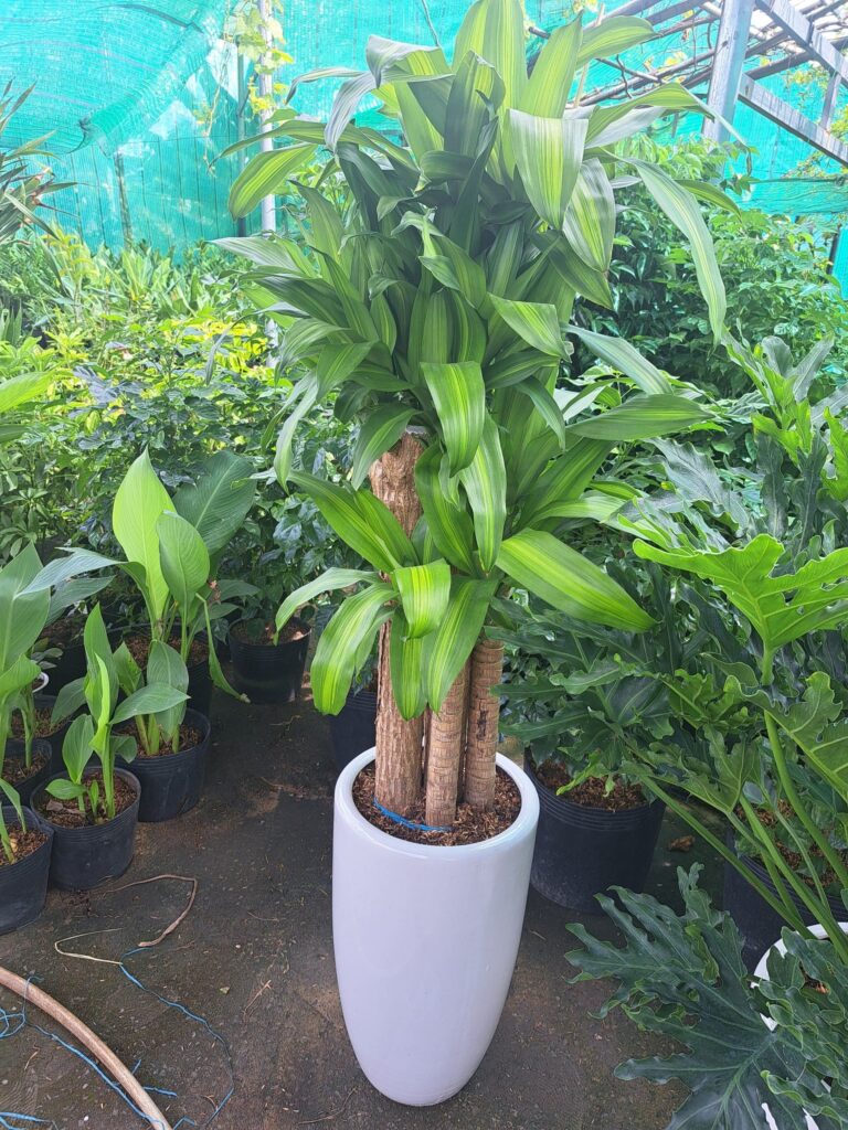 cây phát tài bộ thiết mộc lan