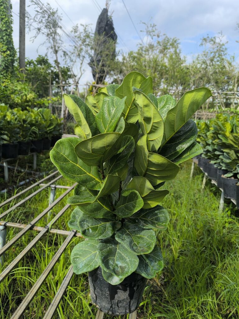 Bàng Singapore