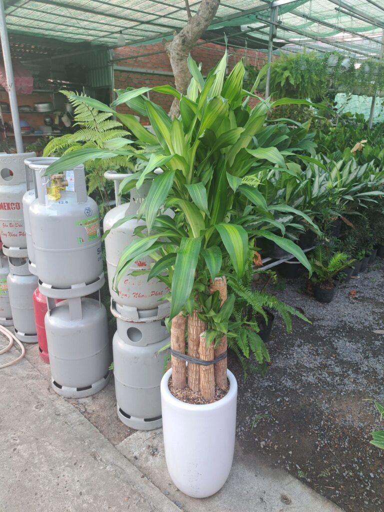 cây phát tài thiết mộc lan