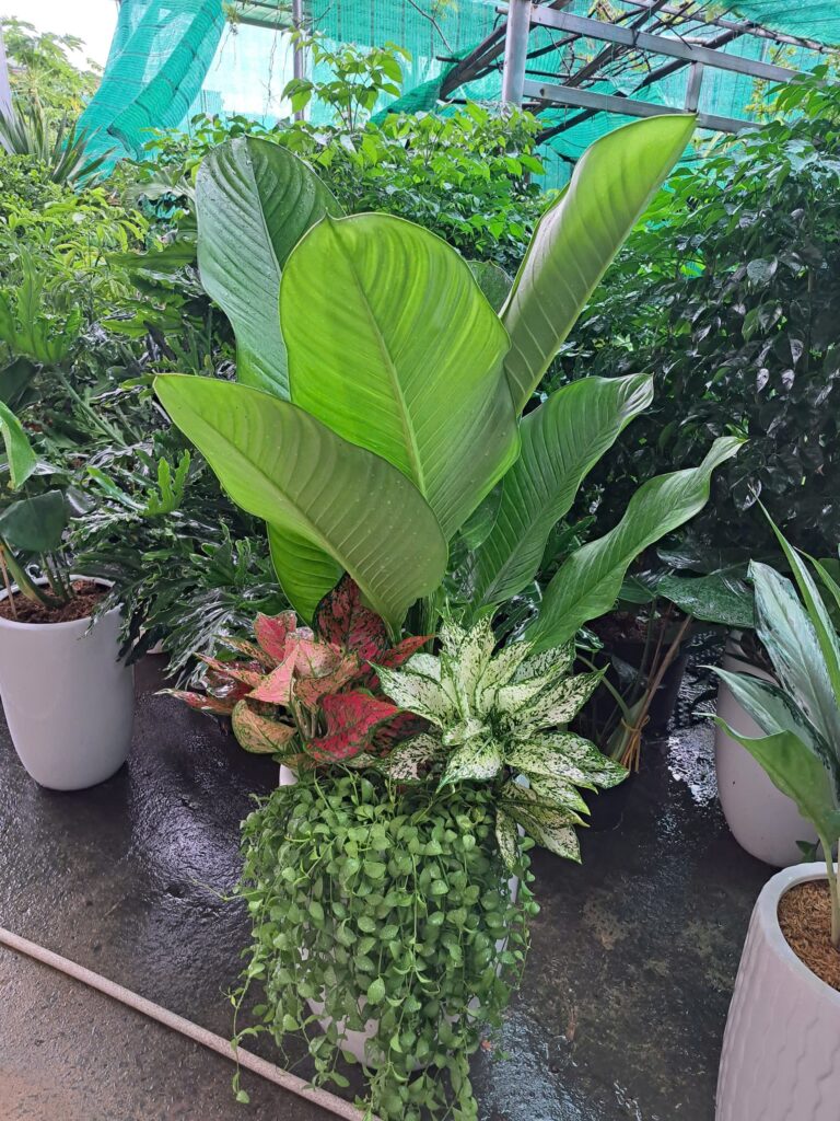 Đại phú gia mix