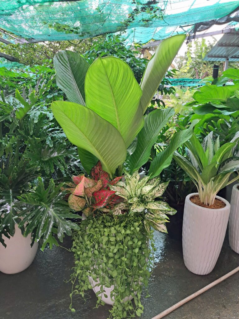 Đại phú gia mix chậu sứ 