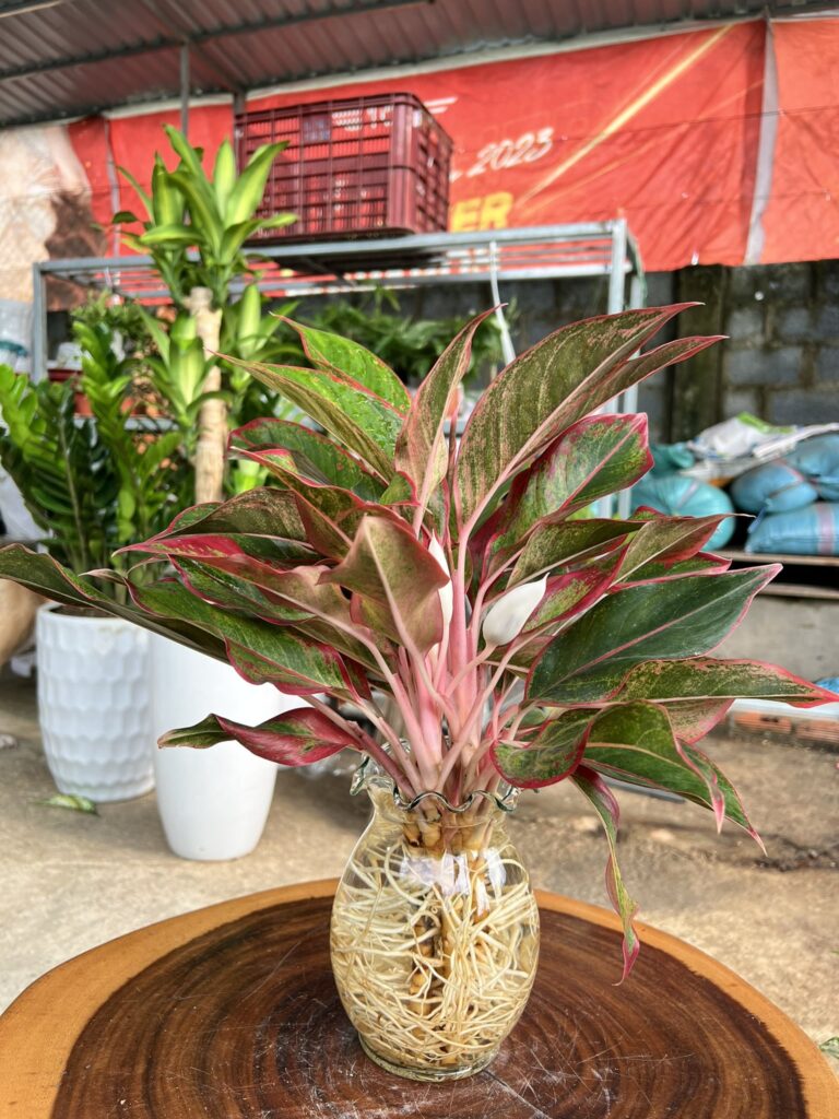cây thịnh vượng thuỷ sinh 