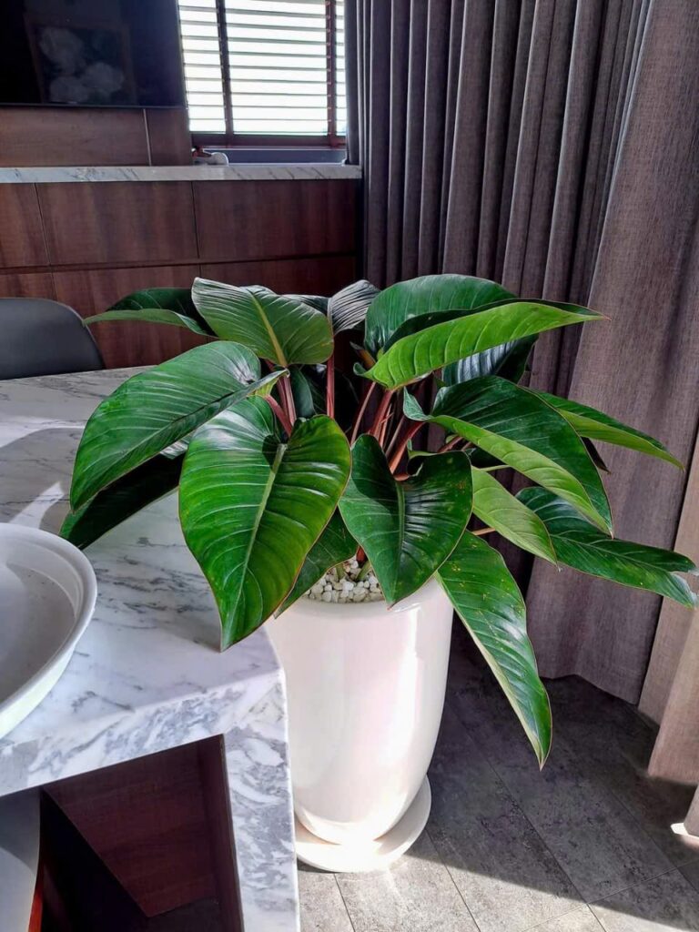 đế vương nâu