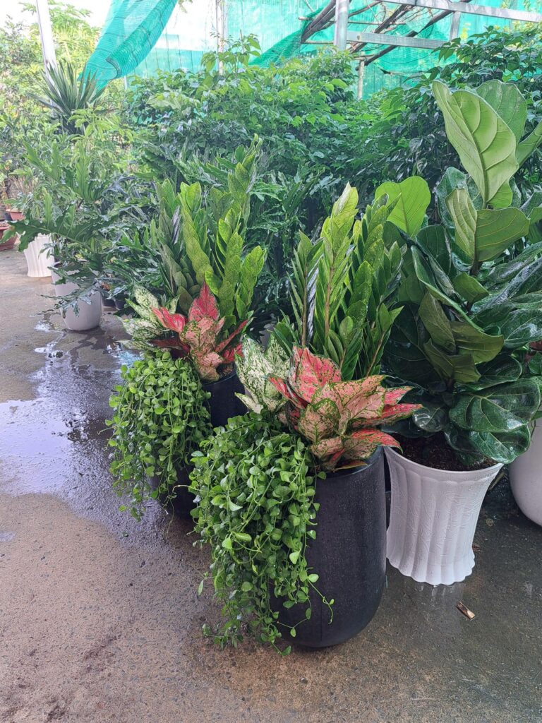 kim tiền mix chậu đá mài
