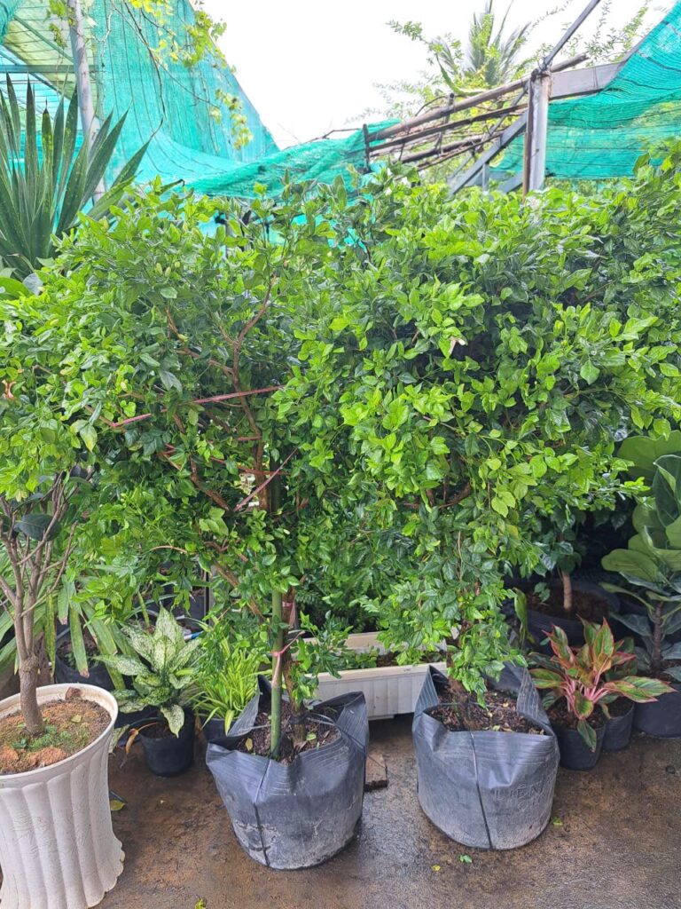 nguyệt quế 