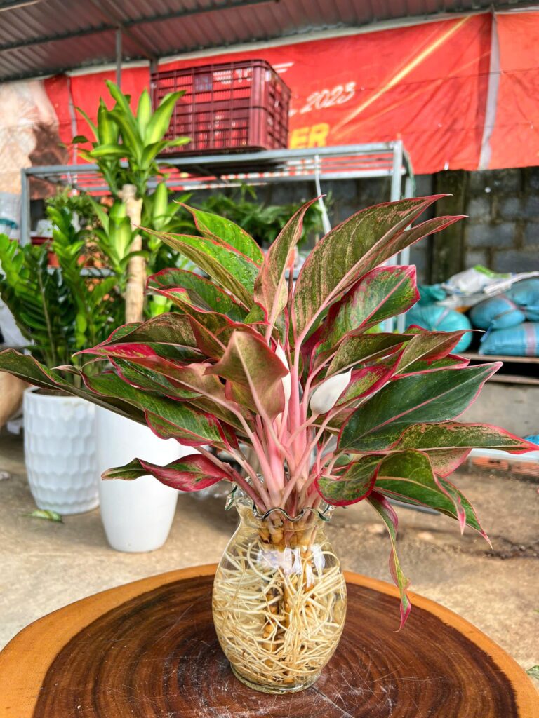 phú quý thuỷ sinh