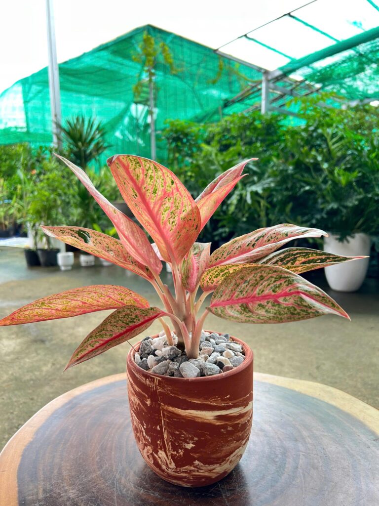 thịnh vượng