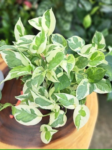 trầu bà cẩm thạch