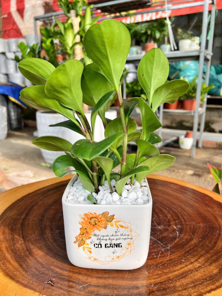 trường sinh PK
