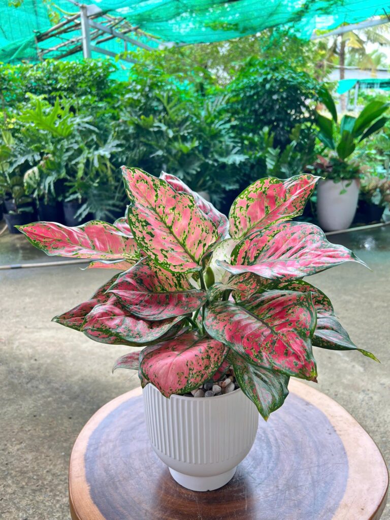 vạn lộc đỏ 250k