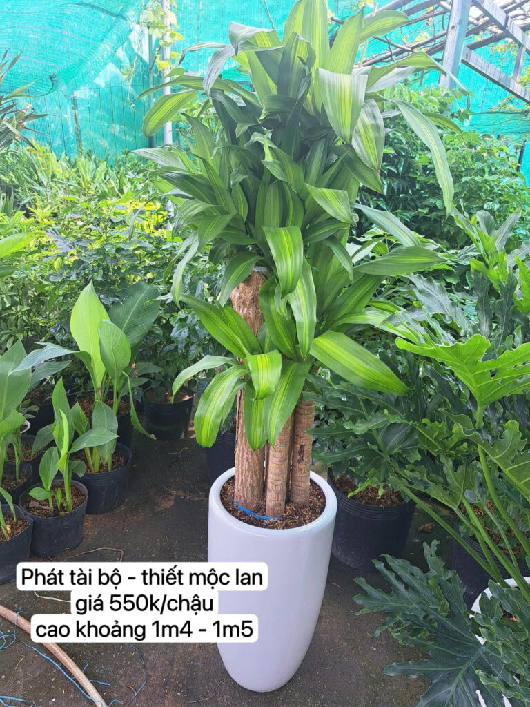 cây phát tài thiết mộc lan