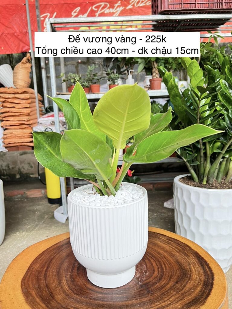 cây trầu bà đế vương vàng