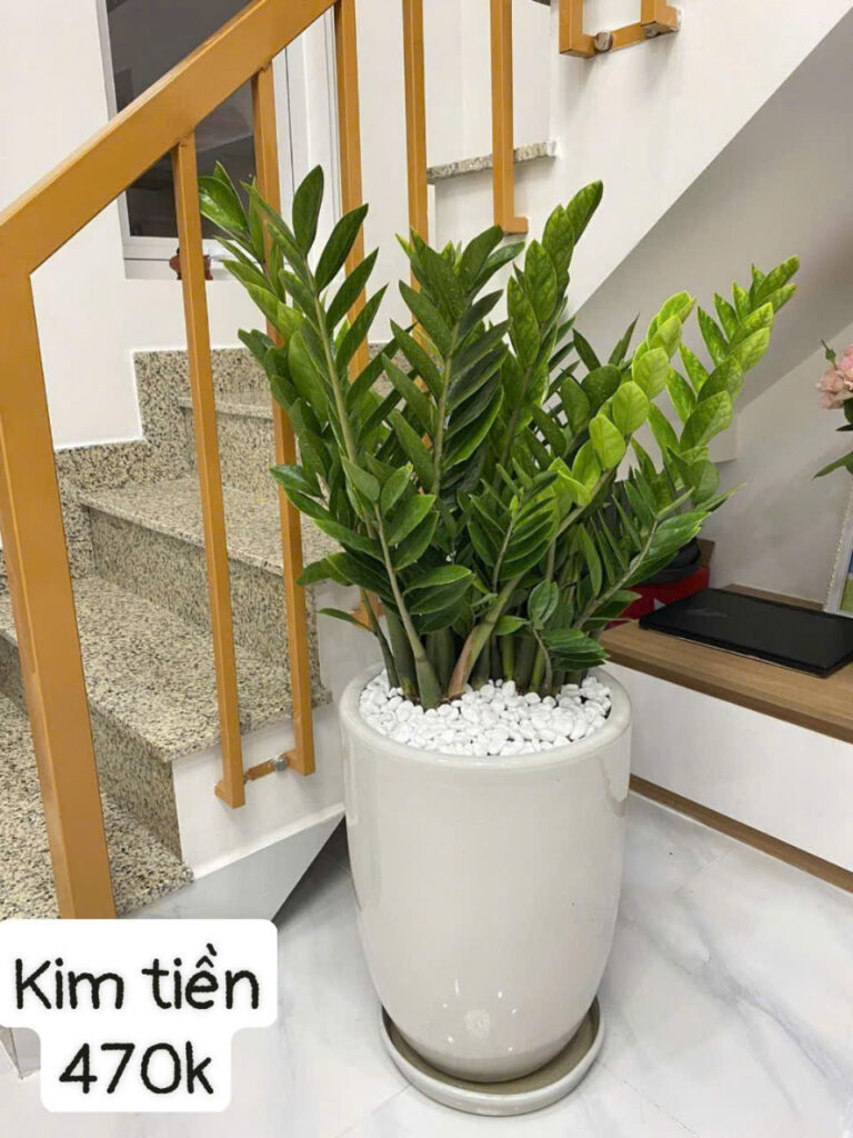 cây kim tiền