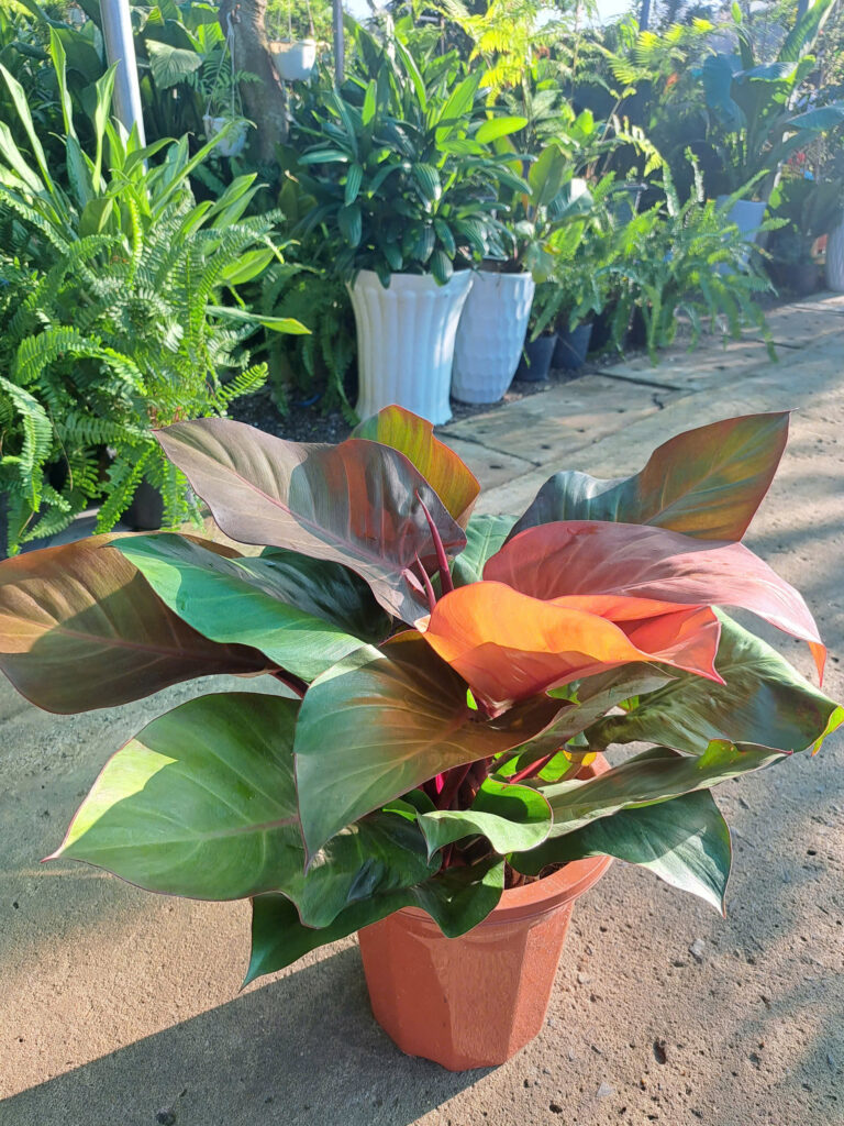 cây trầu bà đế vương đỏ cam