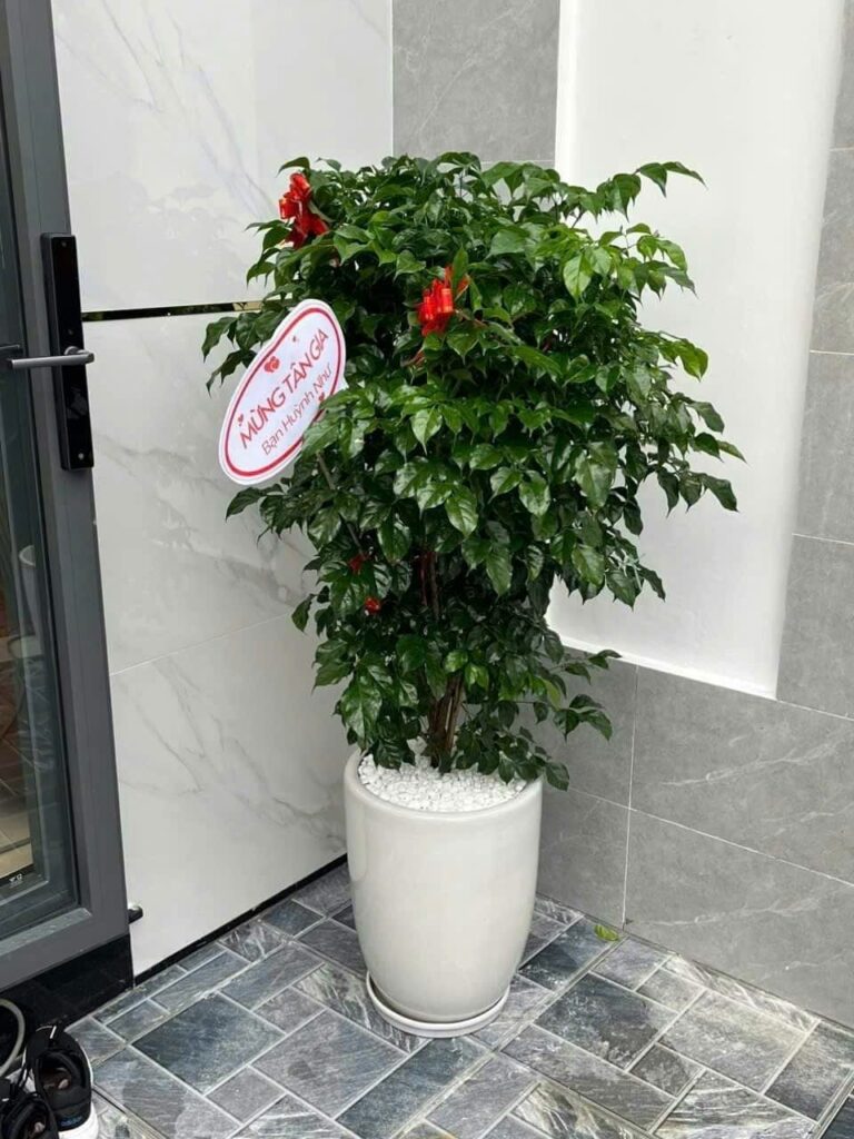 cây hạnh phúc