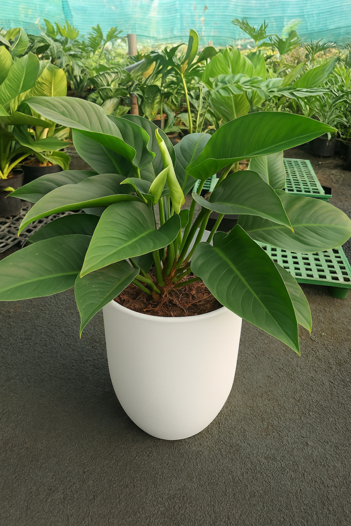 trầu bà đế vương xanh