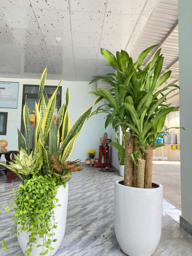 thuê cây xanh văn phòng giá rẻ