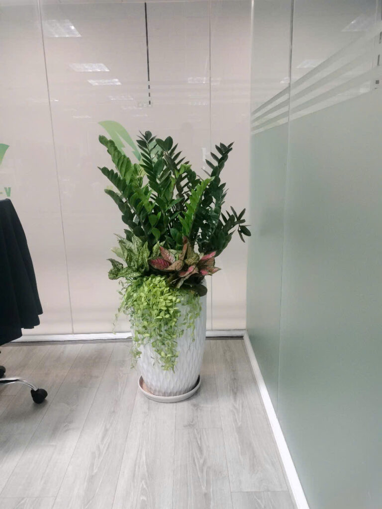 cây kim tiền phối kết