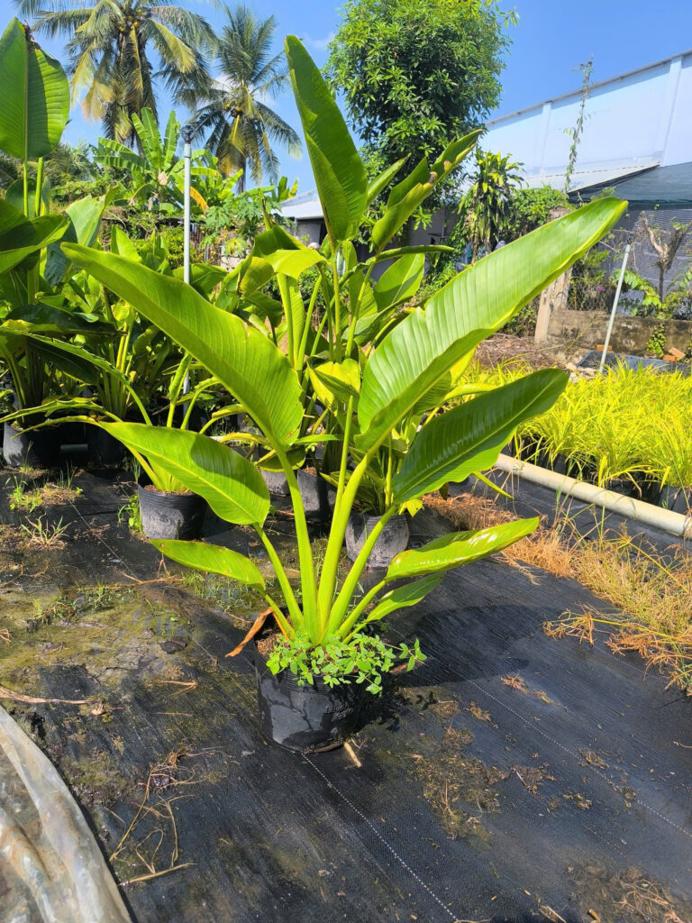 cây chuối rẻ quạt