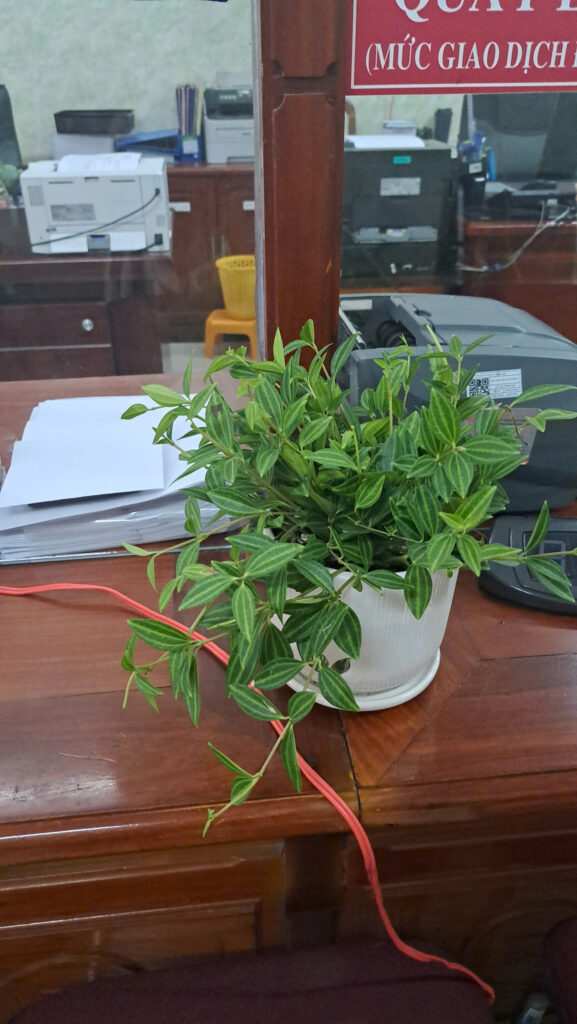 dịch vụ Thuê cây văn phòng tphcm