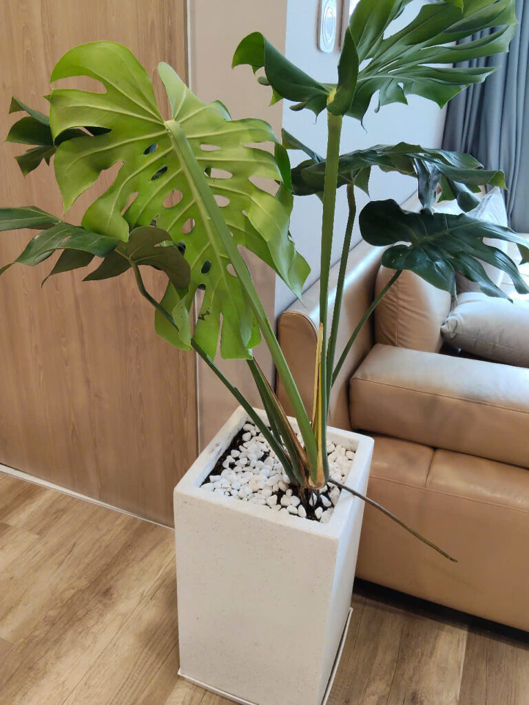 dịch vụ Thuê cây văn phòng tphcm