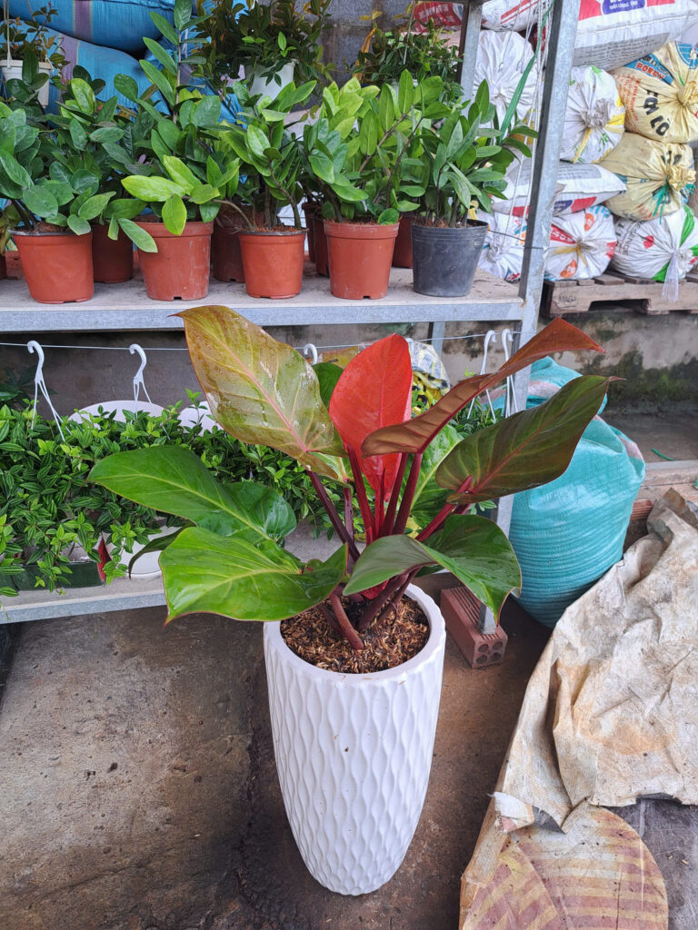 Nơi Bán Cây Cảnh Giá Rẻ TPHCM 