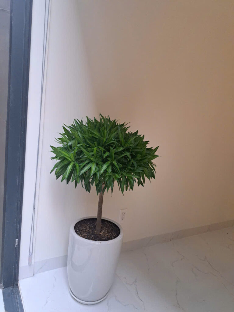 dịch vụ thuê cây văn phòng tpchm