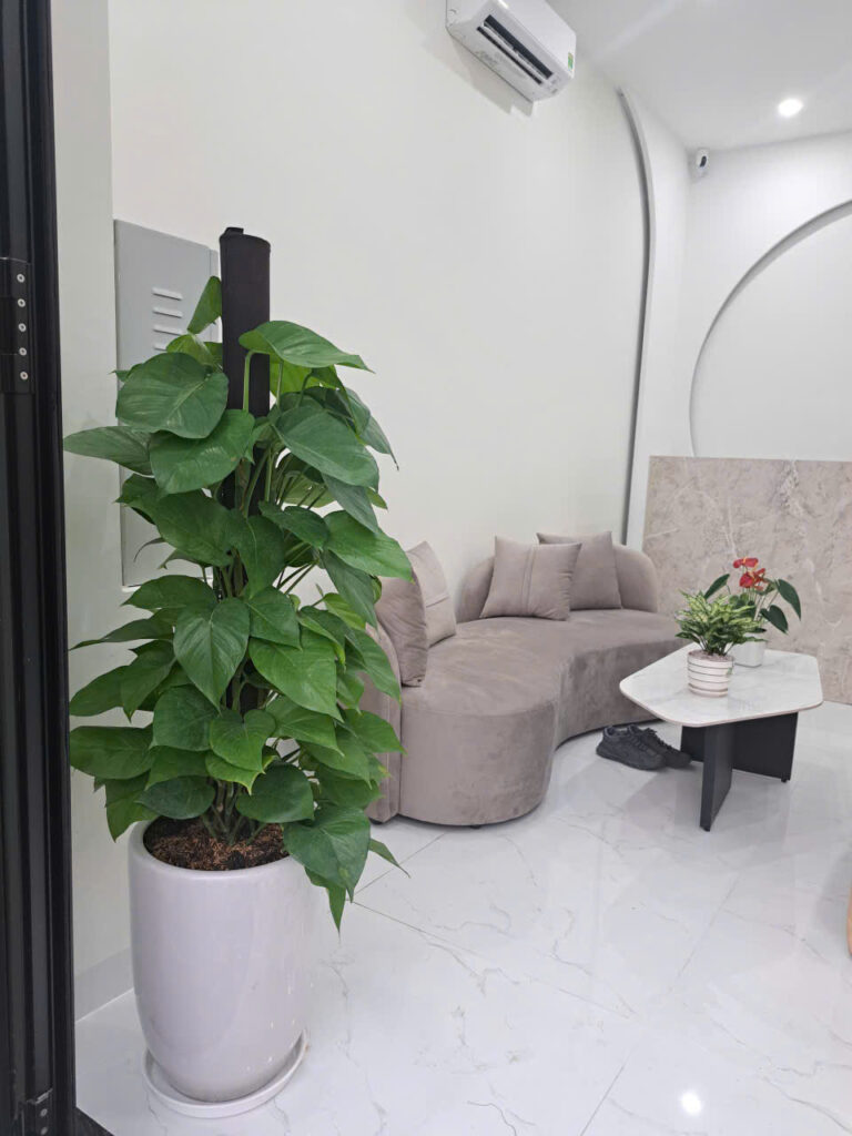dịch vụ thuê cây văn phòng tpchm