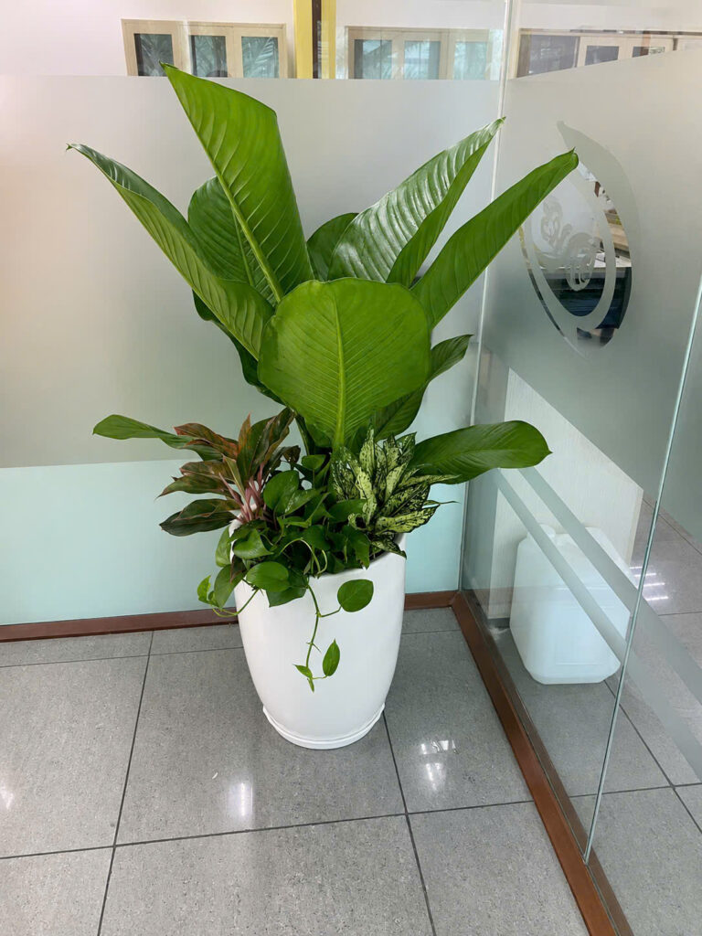 cây xanh trang trí sảnh văn phòng
