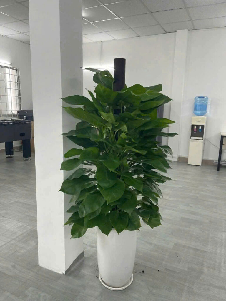 dịch vụ thuê cây văn phòng 