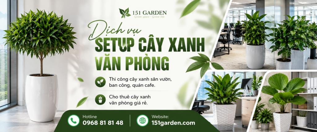 setup cây xanh văn phòng theo yêu cầu