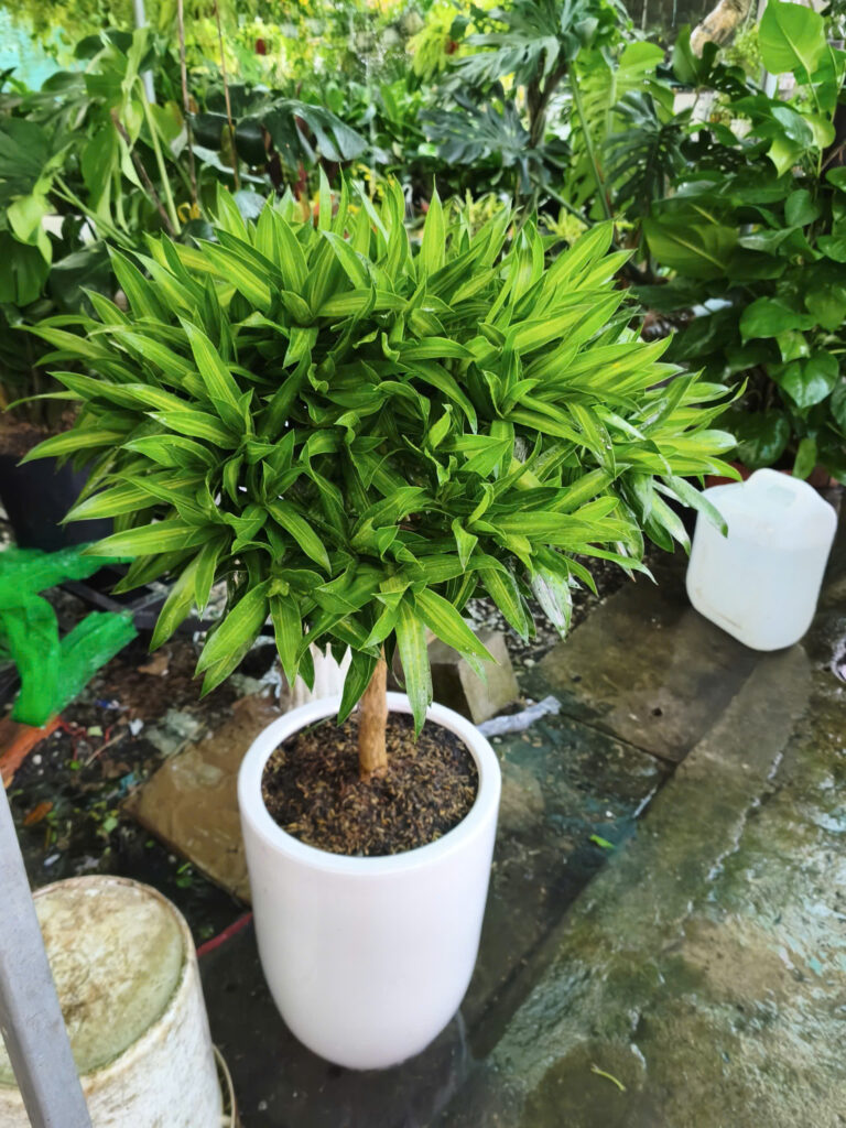 Chậu trúc bách hợp trang trí làm quà tặng tân gia