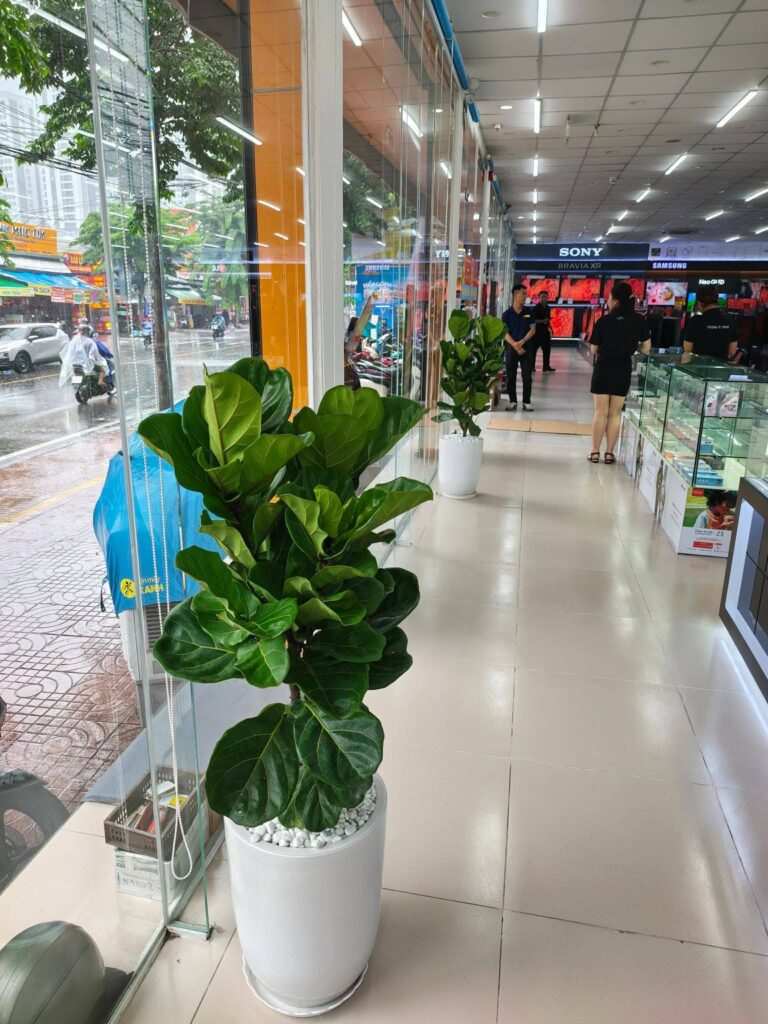 Chậu cây Bàng Singapore trang trí văn phòng và khu vực tiếp khách.