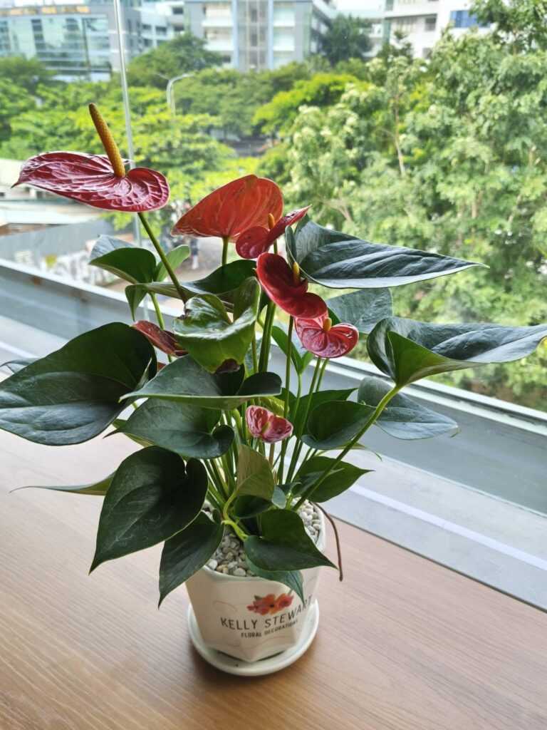 cây hoa hồng môn