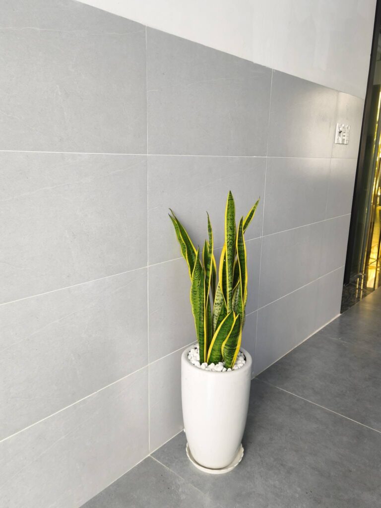 Cây Lưỡi Hổ lá xanh viền vàng trồng chậu sứ trang trí tại 151 GARDEN.