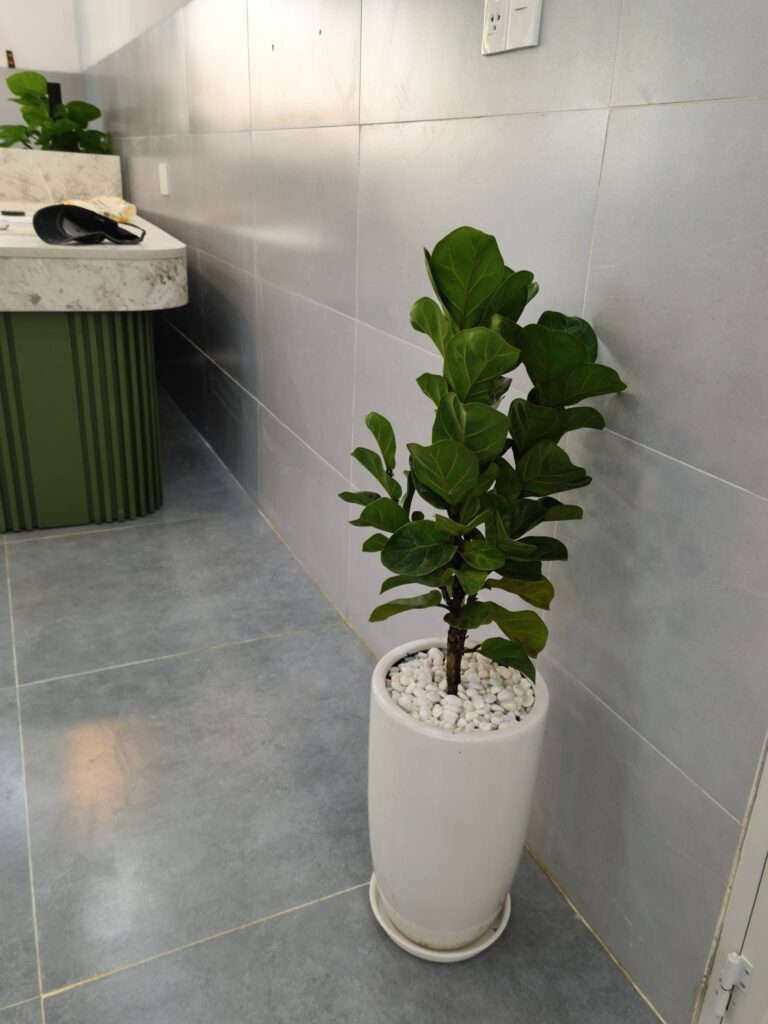 Cây Bàng Singapore lá lớn xanh đẹp trồng chậu sứ trang trí nội thất tại 151 GARDEN.