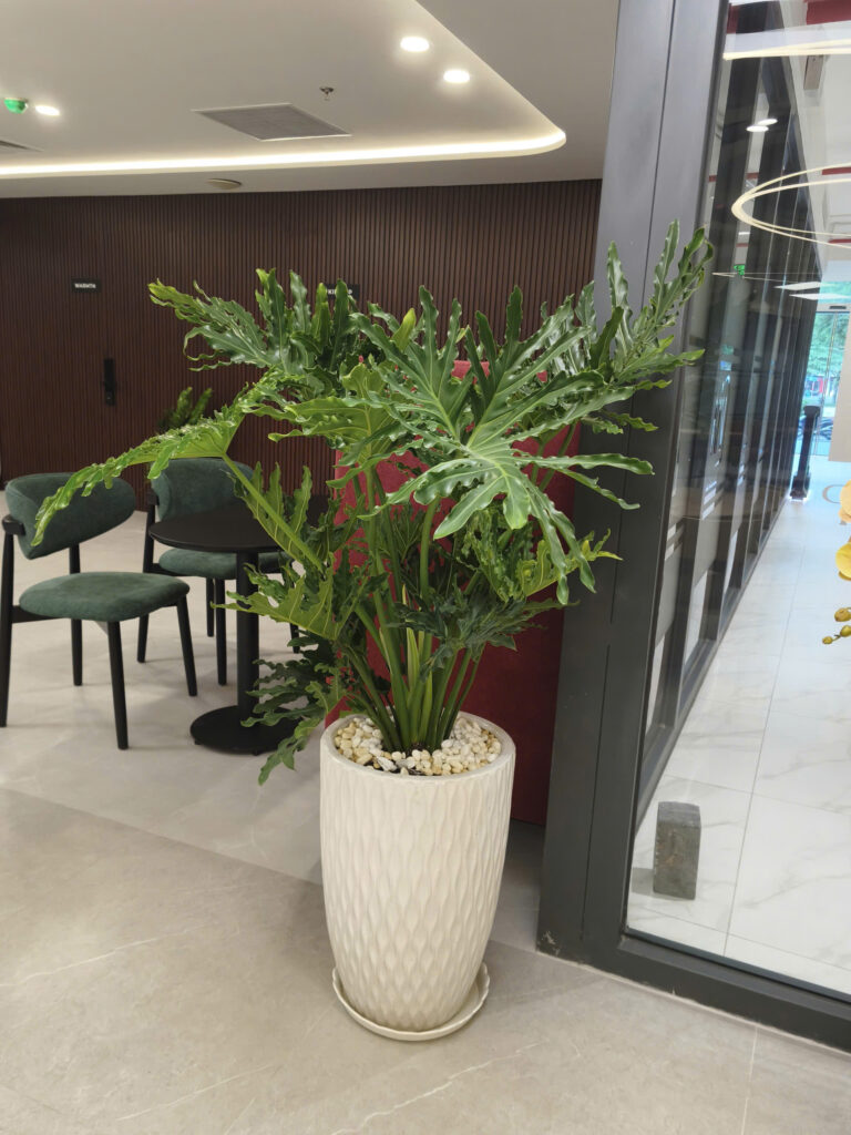 Trầu Bà Thanh Xuân chậu sứ trang trí phòng khách sang trọng.