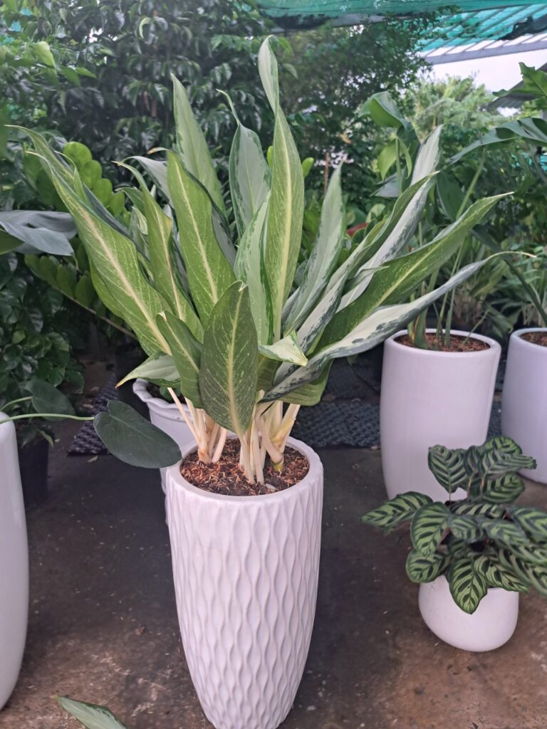 Cây Giữ Tiền lá xanh phối sáng trồng chậu sứ trắng tại 151 GARDEN