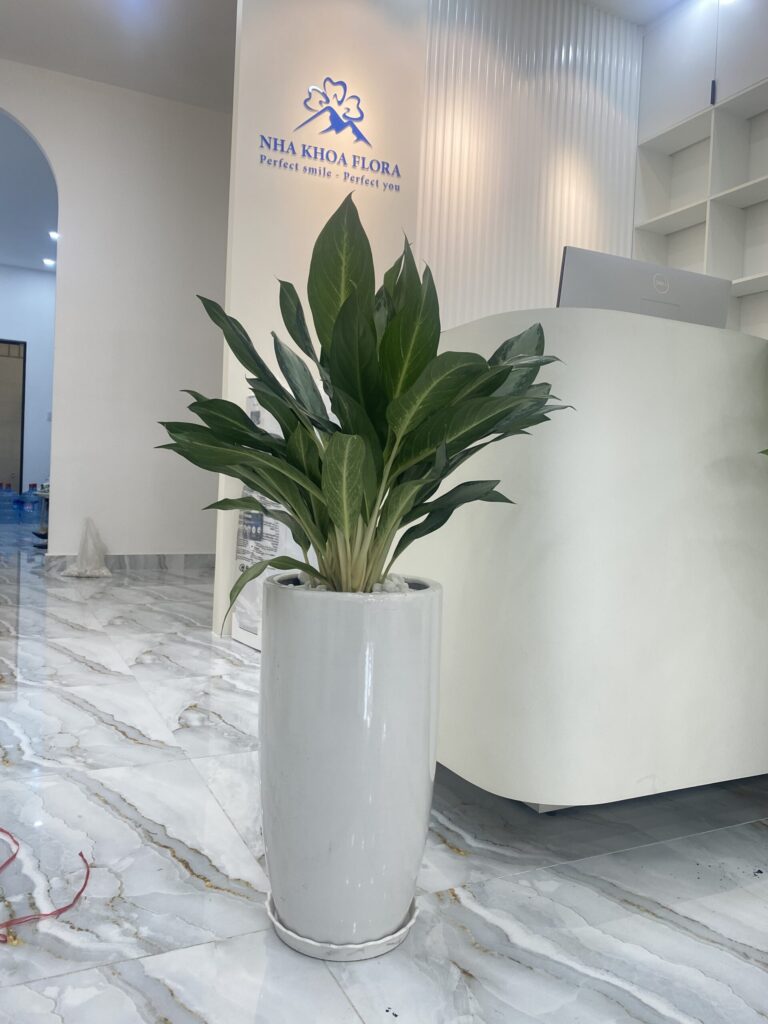 Chậu cây Giữ Tiền màu xanh đẹp trang trí quầy lễ tân văn phòng