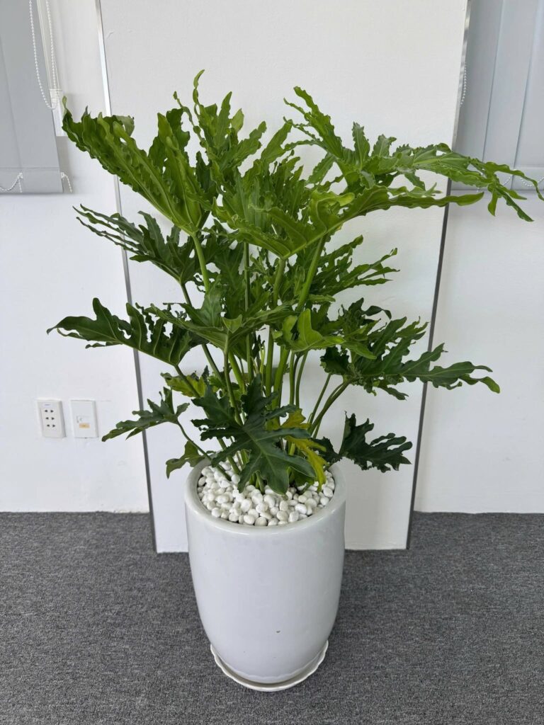 Cây Trầu Bà Thanh Xuân để sàn trang trí văn phòng hiện đại.