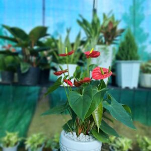 Cây hồng môn chậu sứ