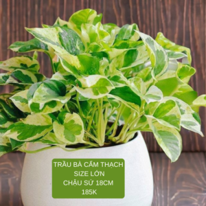 trầu bà cẩm thạch