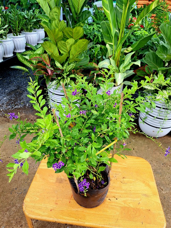Chuỗi ngọc tím Chuỗi ngọc tím