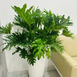 Trầu bà thanh xuân chậu sứ cao cấp