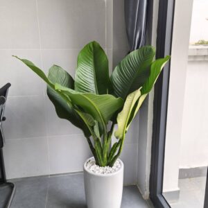 cây đại phú gia trồng văn phòng, tặng khai trương tân gia