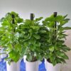 cây trầu bà cột